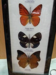 Mariposas disecadas en vitrina. 5 ejemplares diferentes e identificados.