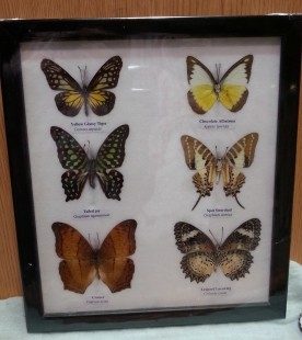 Mariposas disecadas en vitrina. 6 ejemplares diferentes e identificados.