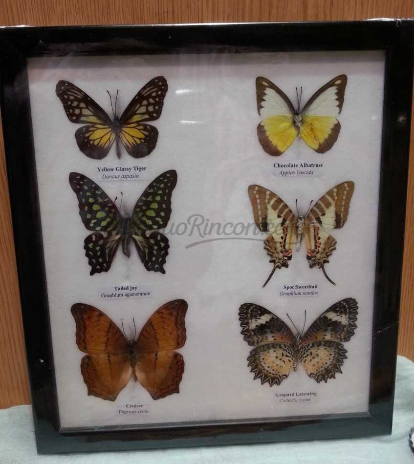 Mariposas disecadas en vitrina. 6 ejemplares diferentes e identificados. Mariposas disecadas en vitrina. 6 ejemplares diferentes e identificados.