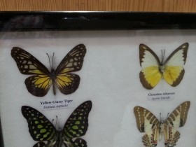 Mariposas disecadas en vitrina. 6 ejemplares diferentes e identificados.