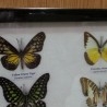 Mariposas disecadas en vitrina. 6 ejemplares diferentes e identificados.