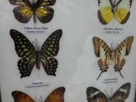 Mariposas disecadas en vitrina. 6 ejemplares diferentes e identificados.