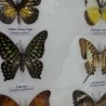 Mariposas disecadas en vitrina. 6 ejemplares diferentes e identificados.