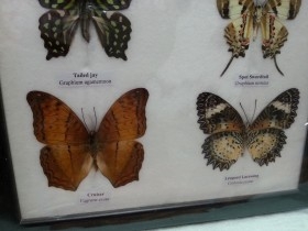 Mariposas disecadas en vitrina. 6 ejemplares diferentes e identificados.