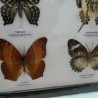 Mariposas disecadas en vitrina. 6 ejemplares diferentes e identificados.