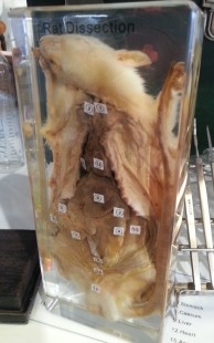 Rata diseccionada original.  Modelo anatómico de veterinario o escuela.