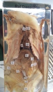 Rata diseccionada original. Modelo anatómico de veterinario o escuela.