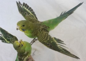 Periquitos verdes. Naturalizados. Pareja adulta. Melopsittacus undulatus.