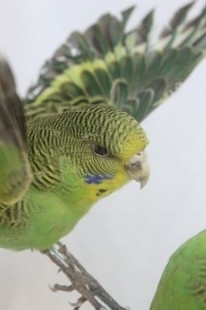 Periquitos verdes. Naturalizados. Pareja adulta. Melopsittacus undulatus.