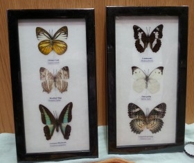 Mariposas disecadas en vitrinas. 6 ejemplares diferentes e identificados en dos marcos.
