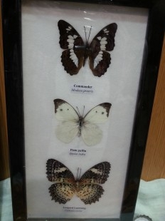 Mariposas disecadas en vitrinas. 6 ejemplares diferentes e identificados en dos marcos.