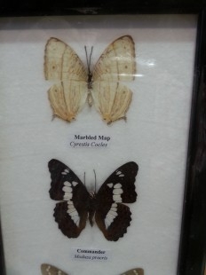 Mariposas disecadas en vitrina. 4 ejemplares diferentes e identificados.