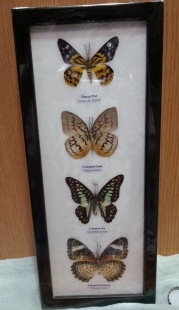 Mariposas disecadas en vitrina. 4 ejemplares diferentes e identificados.