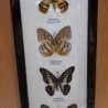 Mariposas disecadas en vitrina. 4 ejemplares diferentes e identificados.