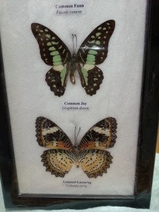 Mariposas disecadas en vitrina. 4 ejemplares diferentes e identificados.