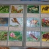 Album de cromos HISTORIA NATURAL. AÑOS 60- 70. COMPLETO. DOS UNIDADES