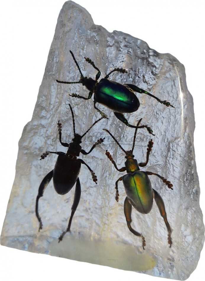 Escarabajos Disecados. Colección de 3 Sagra bouqueti. En placa de resina..