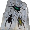 Escarabajos Disecados. Colección de 3 Sagra bouqueti. En placa de resina..