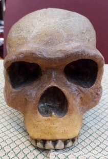 Cráneo antropológico de Steinheim. Réplica.