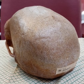 Cráneo antropológico de Steinheim. Réplica.