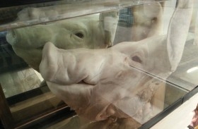 Cerdo. Cabeza completa de gran Cerdo. Conservado en acuario de vidrio con formol. Gabinete Curiosidades.