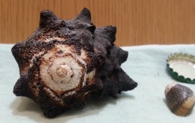 Caracolas. Pareja de caracolas. Muy Bonitas