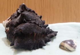 Caracolas. Pareja de caracolas. Muy Bonitas