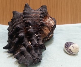 Caracolas. Pareja de caracolas. Muy Bonitas