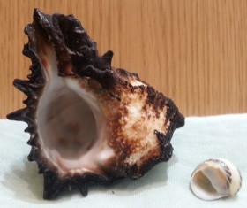 Caracolas. Pareja de caracolas. Muy Bonitas