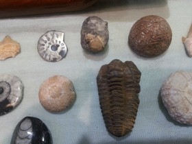 Fósiles. Colección de 20 fósiles. Se incluye maletín de transporte