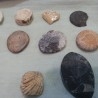 Fósiles. Colección de 20 fósiles. Se incluye maletín de transporte