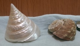 Caracolas. Dos fosiles de Caracolas. Preciosas