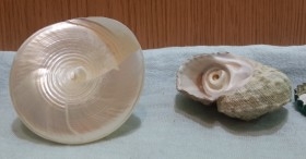 Caracolas. Dos fosiles de Caracolas. Preciosas
