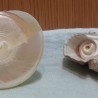 Caracolas. Dos fosiles de Caracolas. Preciosas
