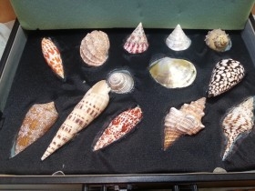 Fósiles. Colección de 30 fósiles. Se incluye maletín doble de transporte