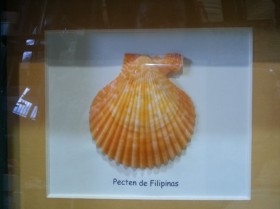 Pecten de Filipinas en vitrina. Origen Filipinas