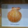 Pecten de Filipinas en vitrina. Origen Filipinas