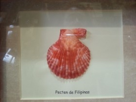 Pecten de Filipinas en vitrina. Origen Filipinas