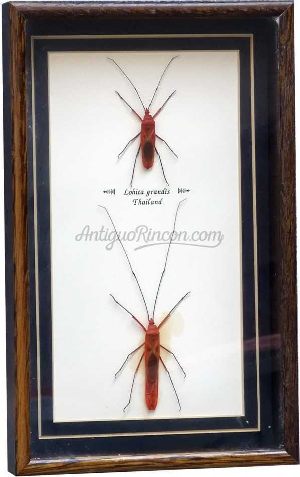 Escarabajos Disecados. Colección de 2 coleópteros. Lohitas.