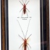 Escarabajos Disecados. Colección de 2 coleópteros. Lohitas.