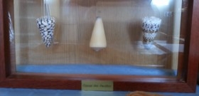  conchas. Colección de 3 Conus del Pacifico. En vitrina.