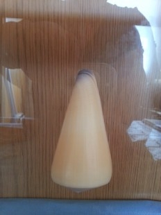  conchas. Colección de 3 Conus del Pacifico. En vitrina.