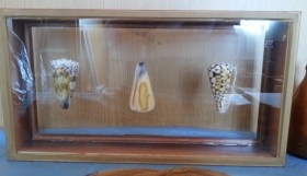 conchas. Colección de 3 Conus del Pacifico. En vitrina.
