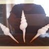  conchas. Colección de 3 Fusinus Colus. En vitrina.
