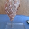  conchas. Conus Betulinus. 1 Ejemplar