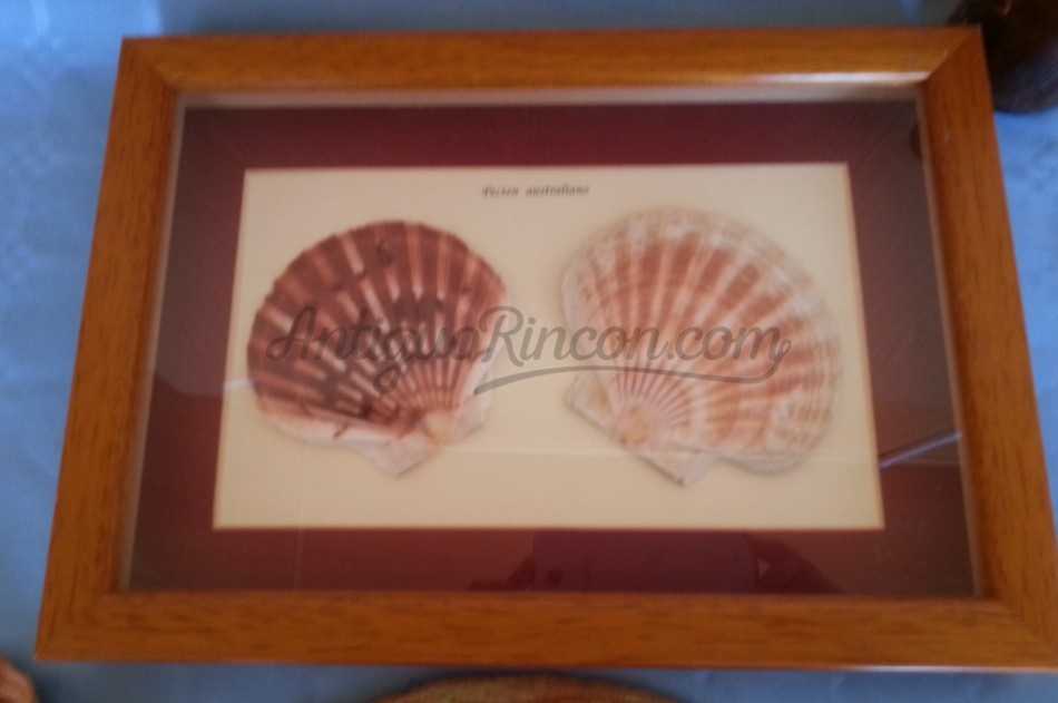 PECTEN AUSTRALIANO EN VITRINA. PAREJA