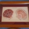 PECTEN AUSTRALIANO EN VITRINA. PAREJA