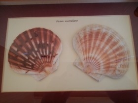 PECTEN AUSTRALIANO EN VITRINA. PAREJA