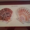 PECTEN AUSTRALIANO EN VITRINA. PAREJA