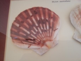 PECTEN AUSTRALIANO EN VITRINA. PAREJA